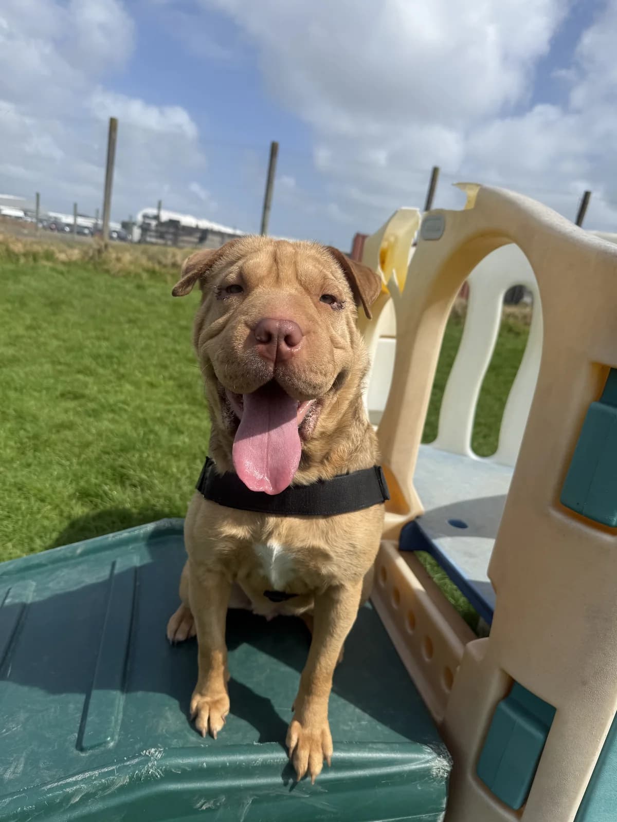 Dumpling - Mixed Breed available for adoption in Auckland