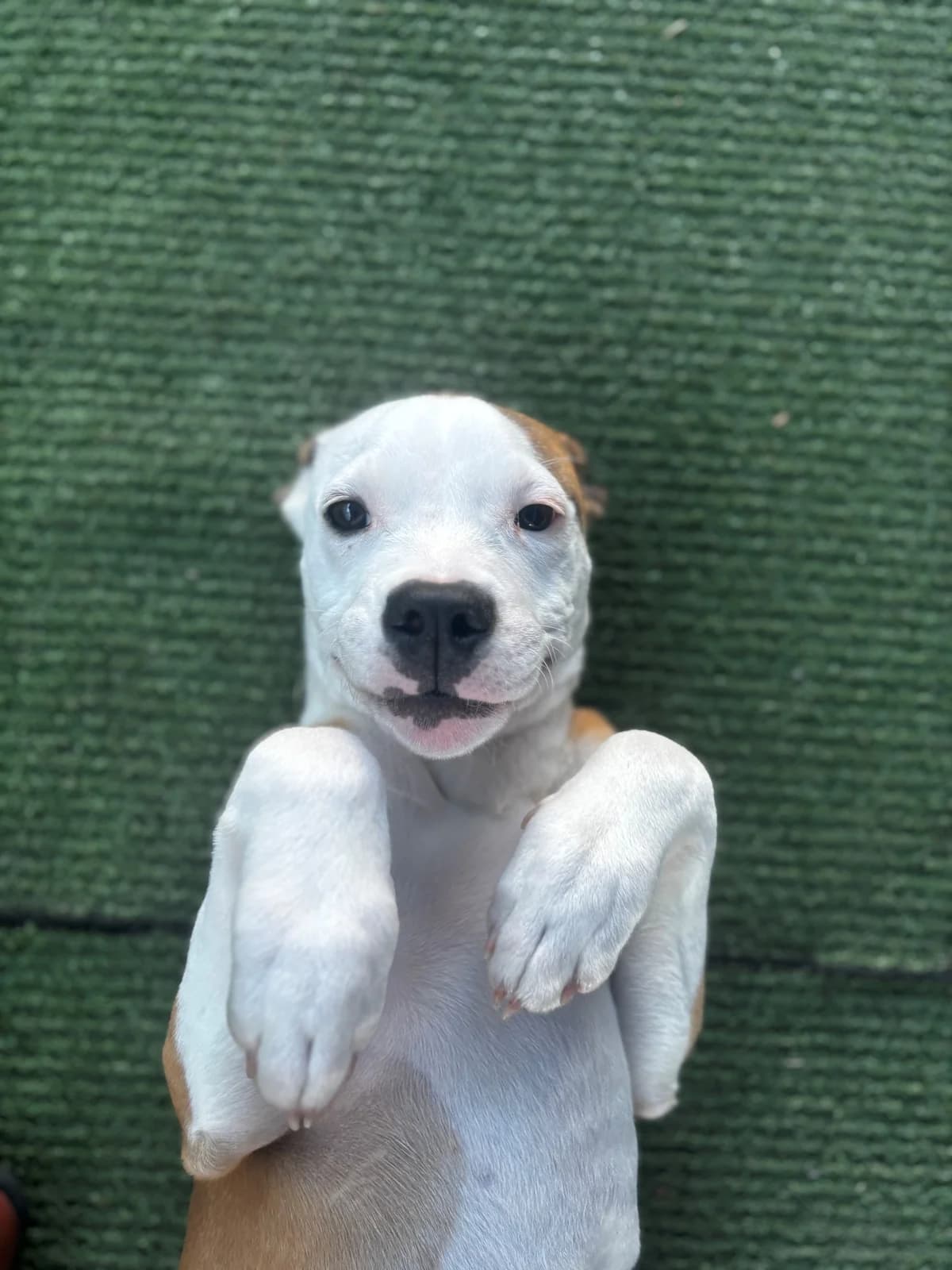 Ferb - Mixed Breed available for adoption in Napier