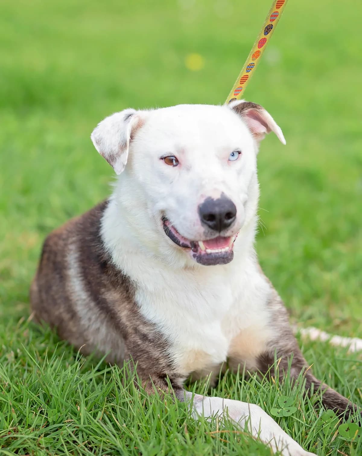 Bluey - Mixed Breed available for adoption in Whanganui