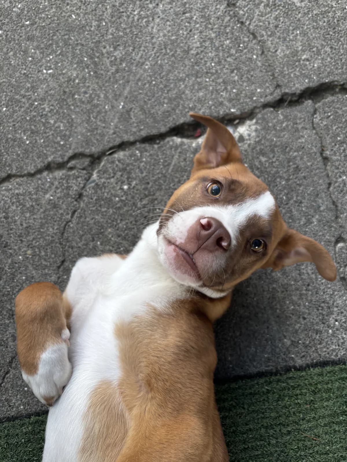 Phineas - Mixed Breed available for adoption in Napier