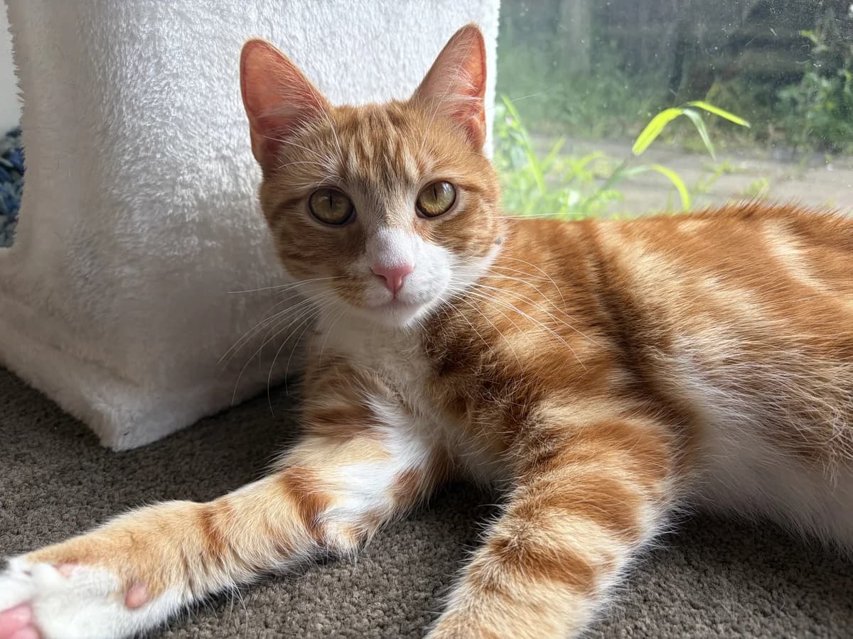 Alek - Domestic Short Hair cat available for adoption in Auckland