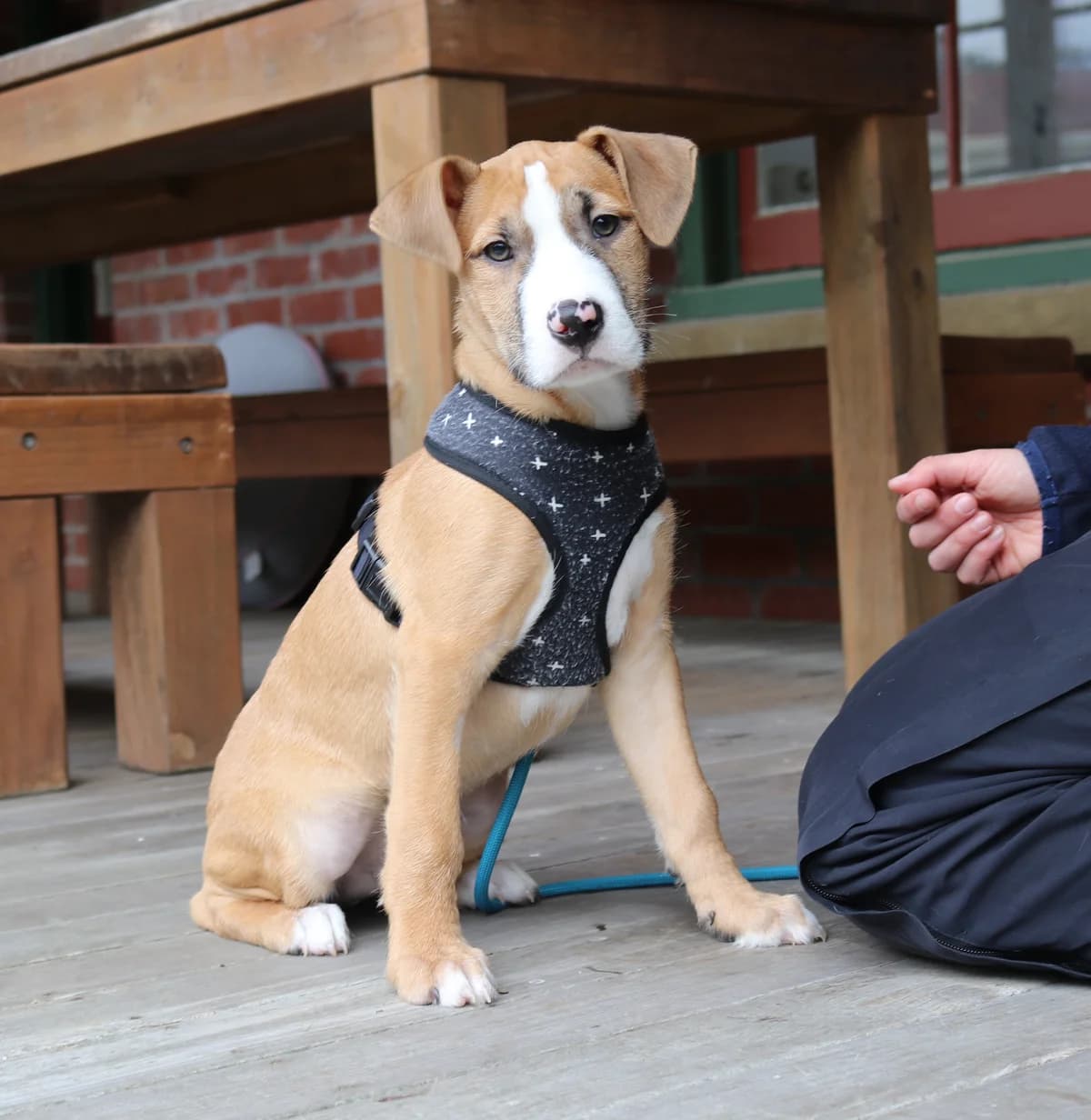 Bam Bam - Mixed Breed available for adoption in Wellington