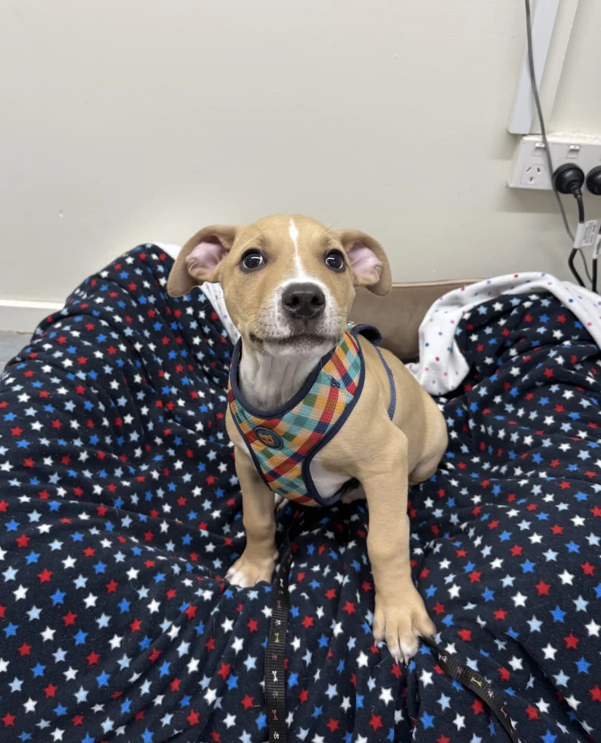 Drogon - Mixed Breed available for adoption in Auckland