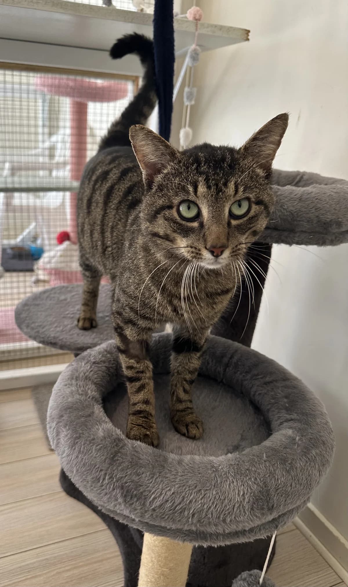 Boots - Domestic Short Hair cat available for adoption at SPCA New Zealand in Kerikeri