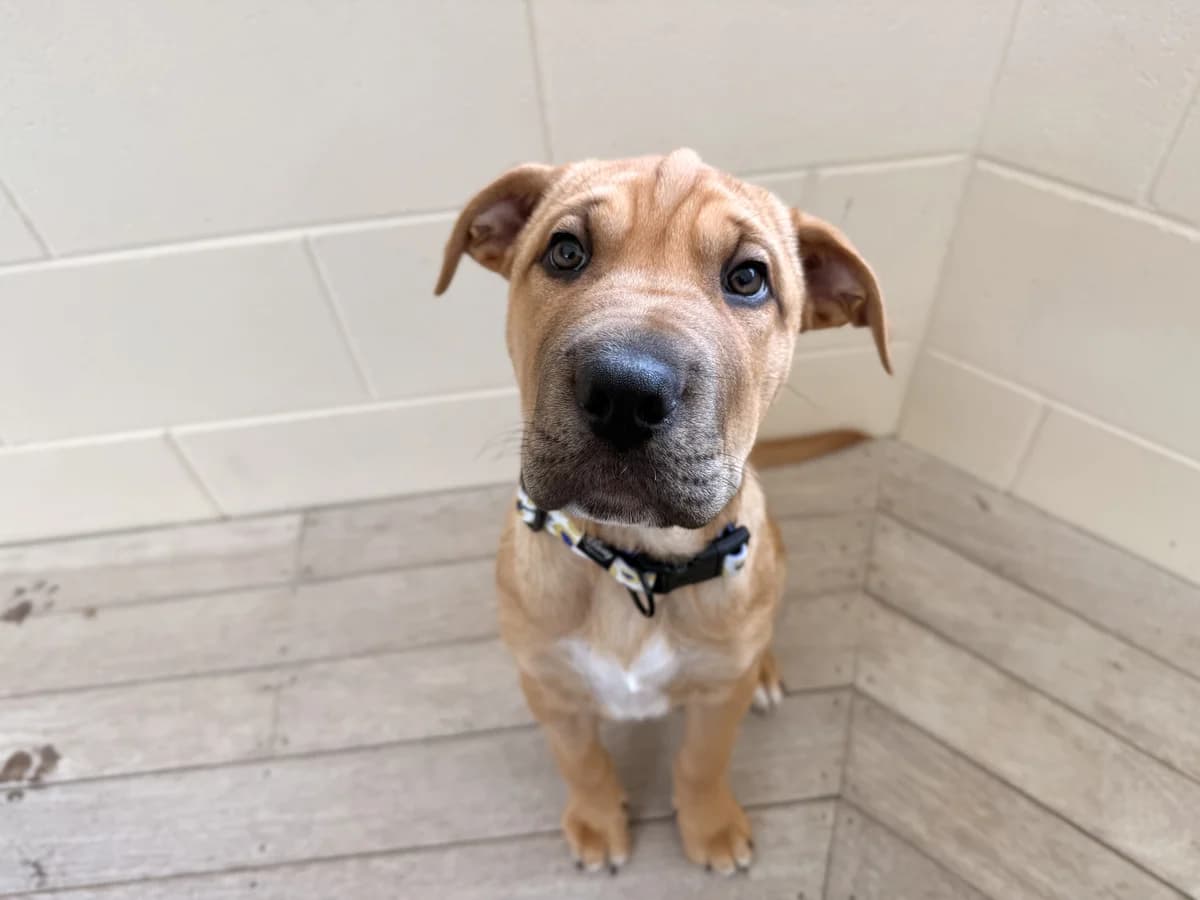 Jasper - Mixed Breed available for adoption in Auckland
