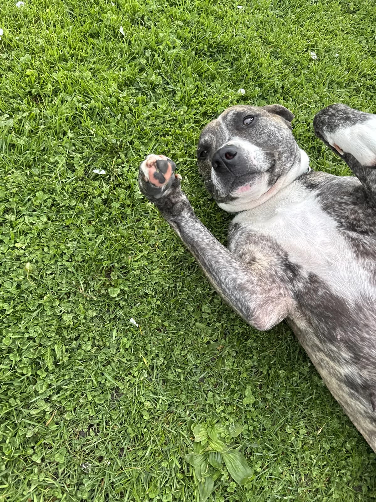 Milly - Mixed Breed available for adoption in Christchurch