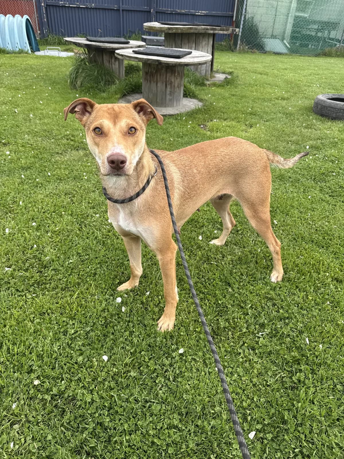Skippy - Mixed Breed available for adoption in Christchurch