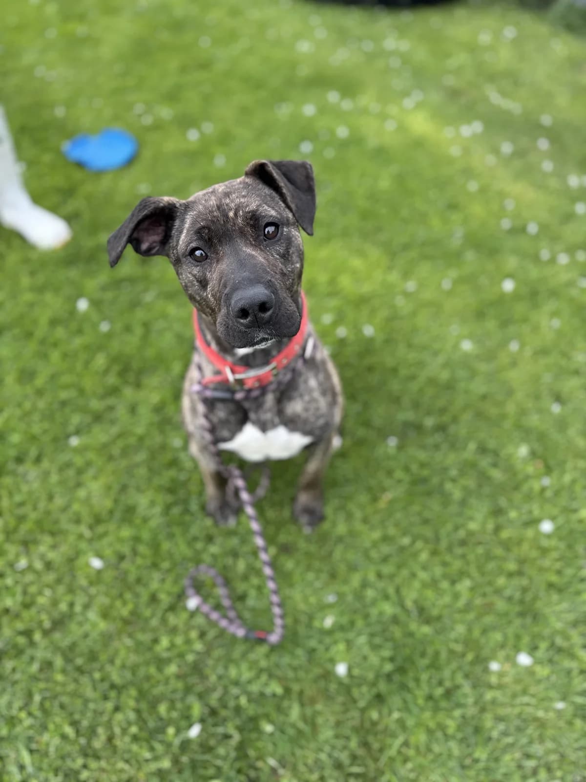 Tilly - Mixed Breed available for adoption in Christchurch