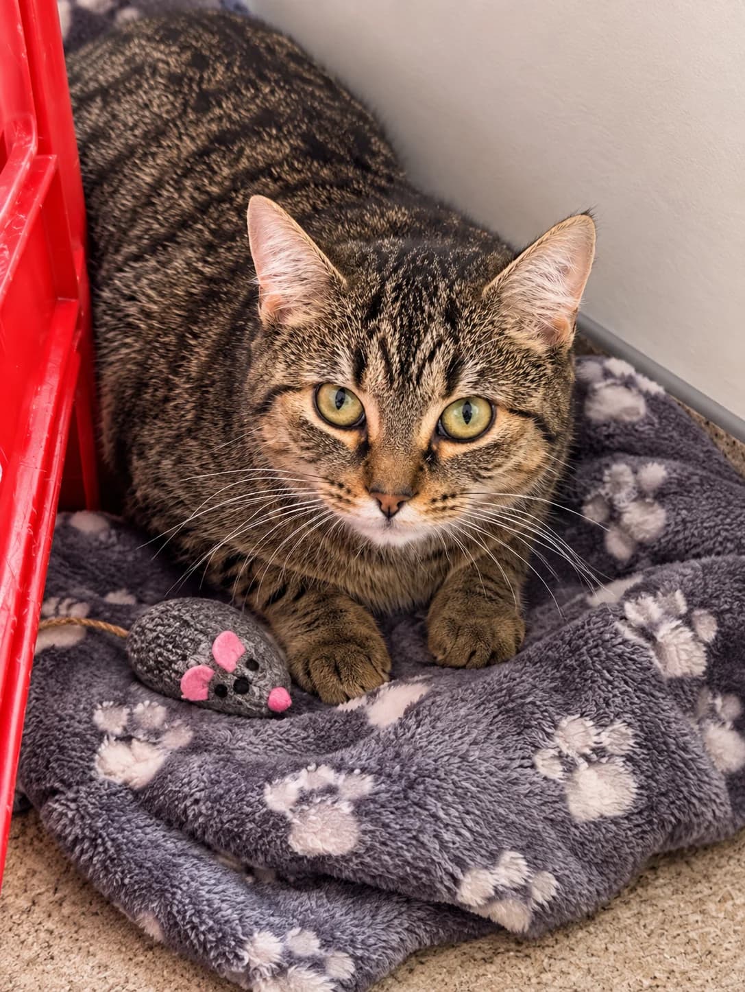 Dewey - Domestic Short Hair cat available for adoption in Taupo