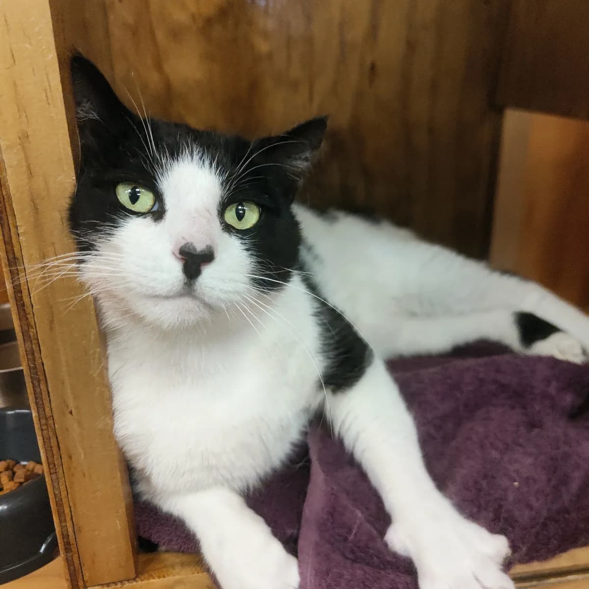 Chairman Meow - Domestic Short Hair cat available for adoption at SPCA New Zealand in Greymouth
