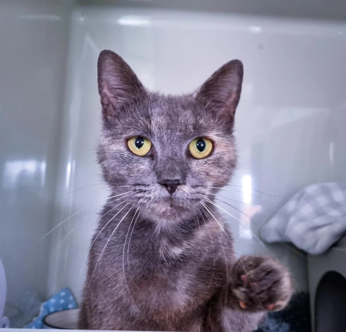 Lilac - Domestic Short Hair cat available for adoption at SPCA New Zealand in Gisborne