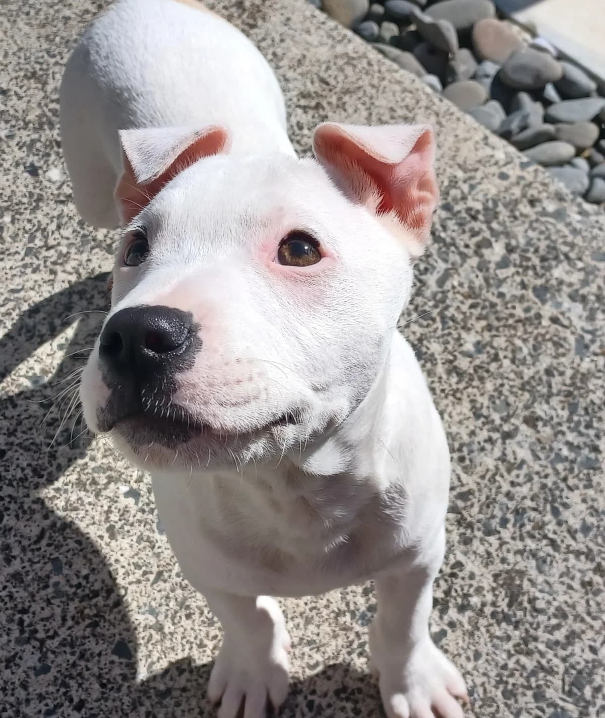 Arnold - Mixed Breed available for adoption in Tauranga