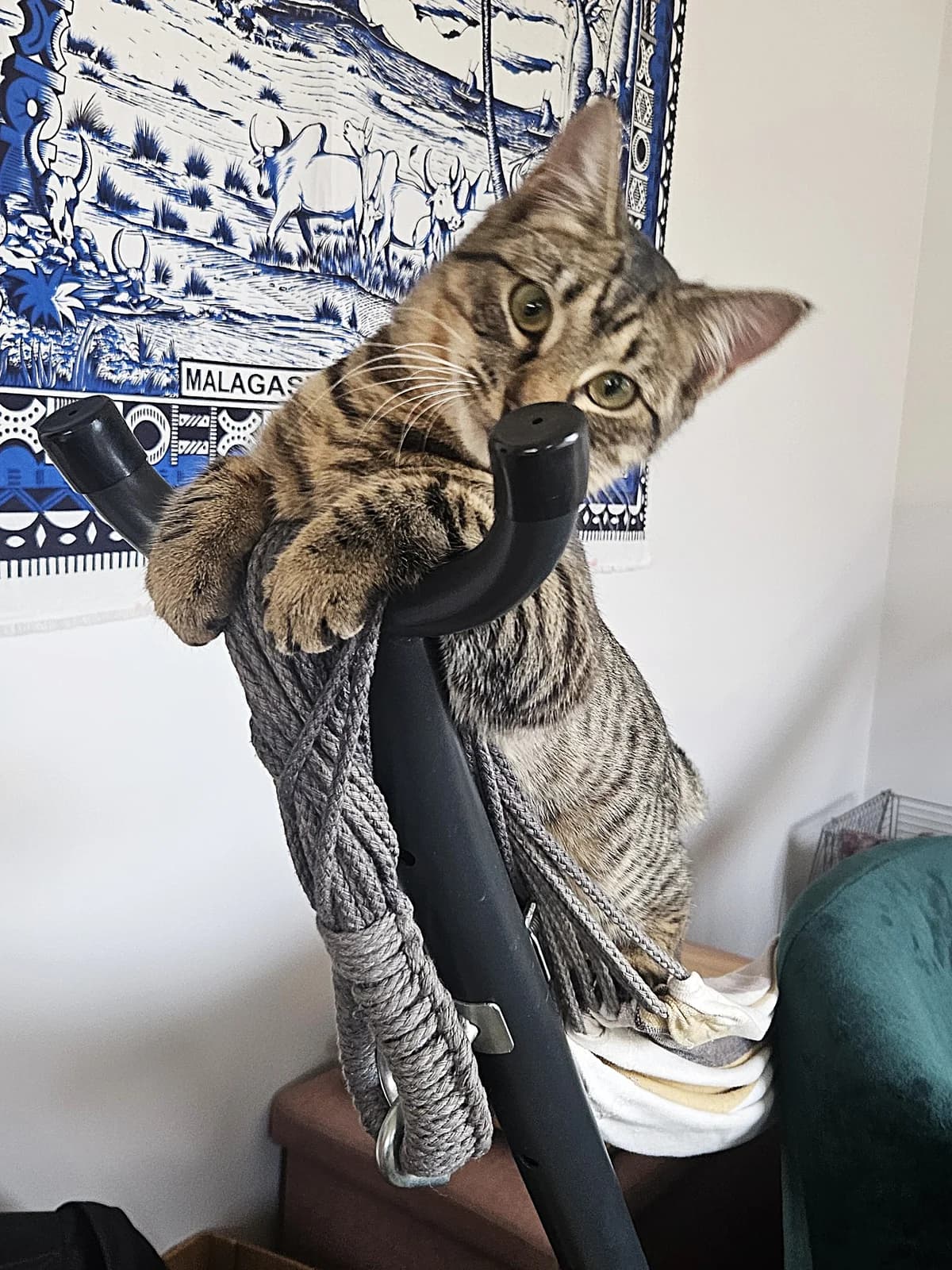 Emberbloom - Domestic Short Hair cat available for adoption in Christchurch