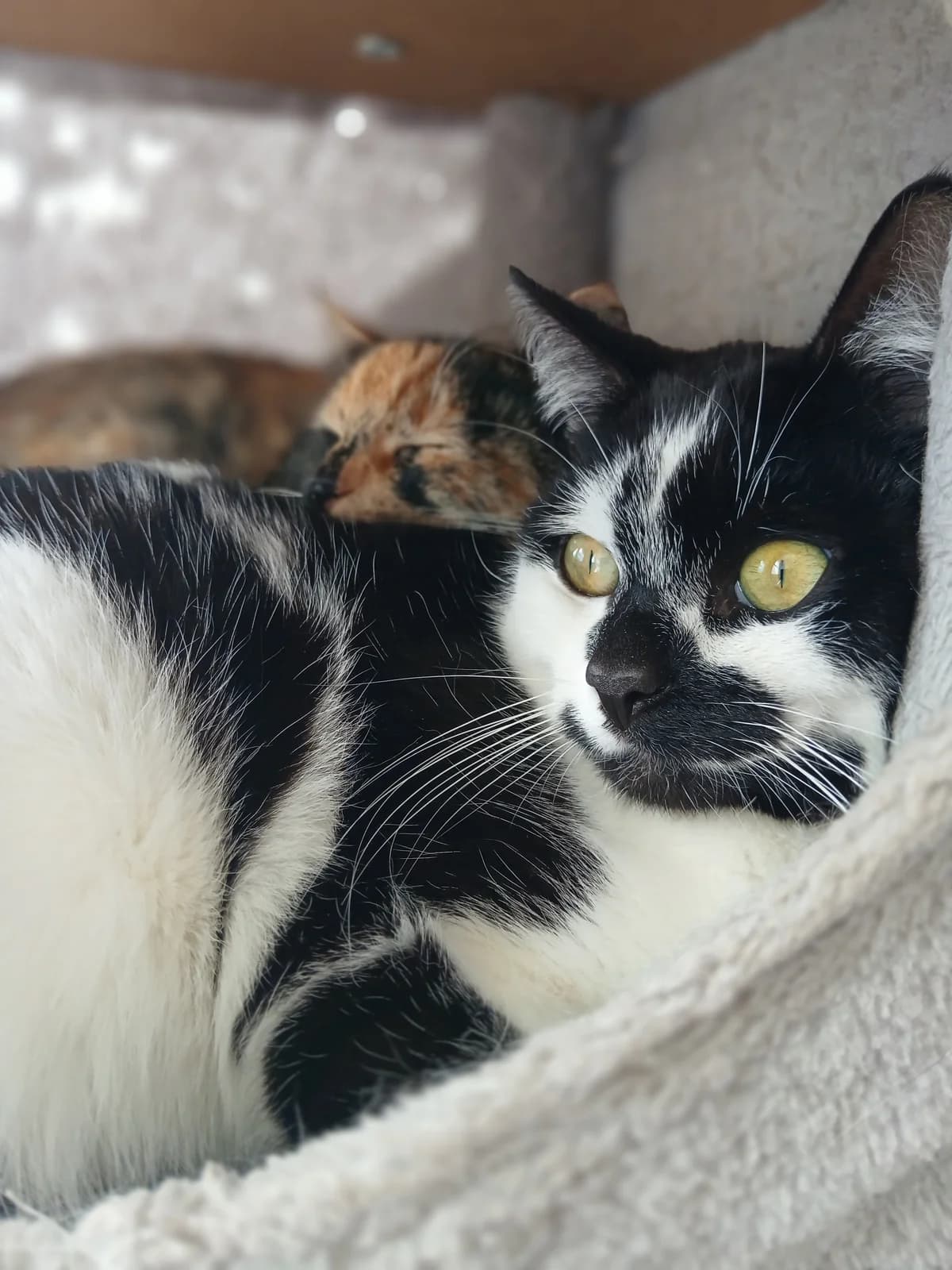 Casanova - Domestic Short Hair cat available for adoption at SPCA New Zealand in Rotorua