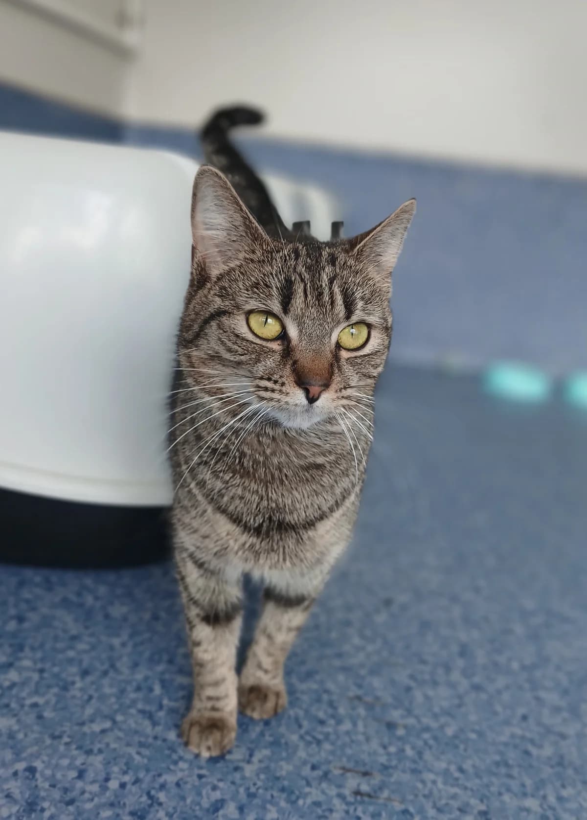 Gaia - Domestic Short Hair cat available for adoption at SPCA New Zealand in Rotorua