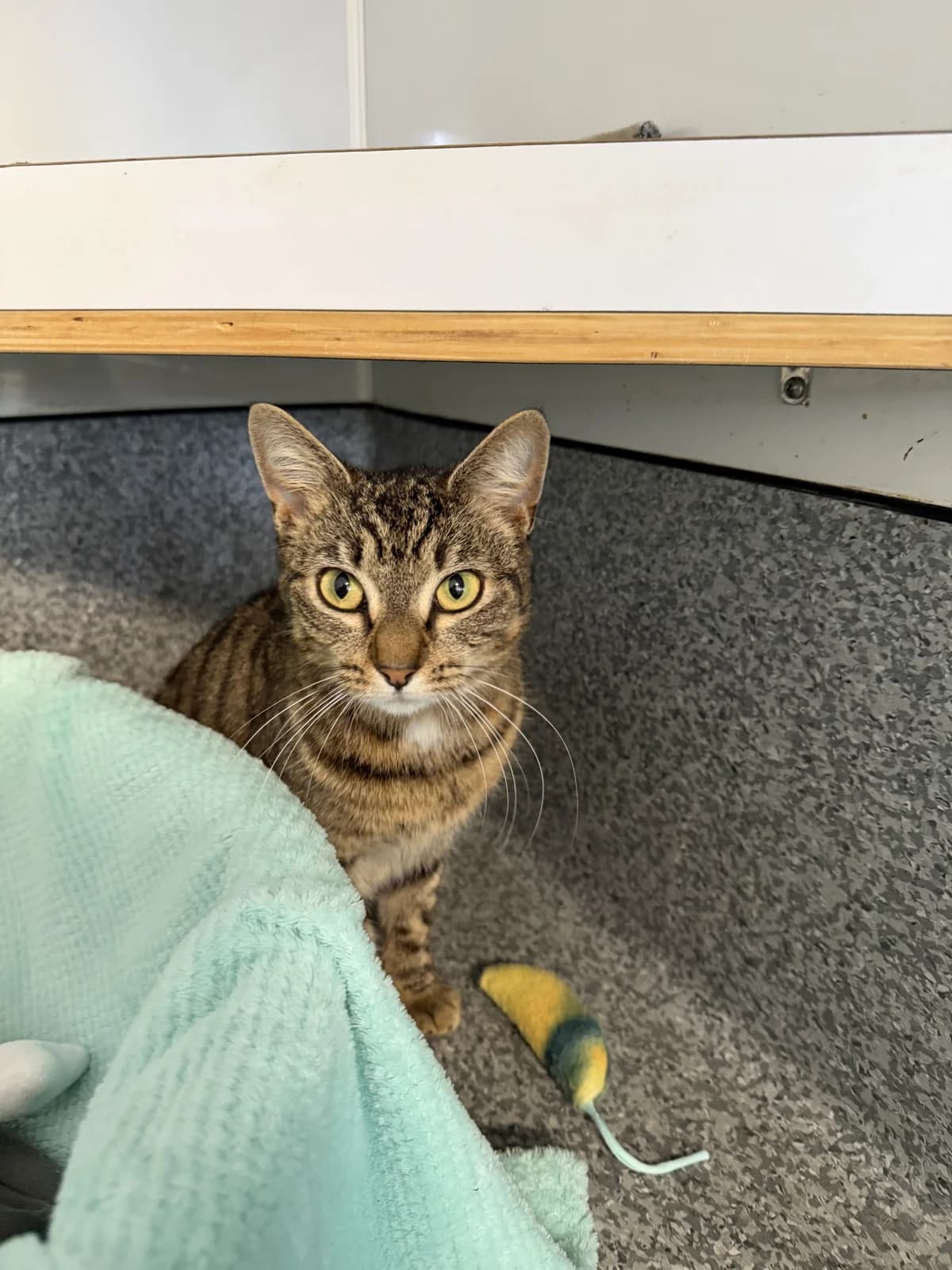 Annie - Domestic Short Hair cat available for adoption in Tauranga