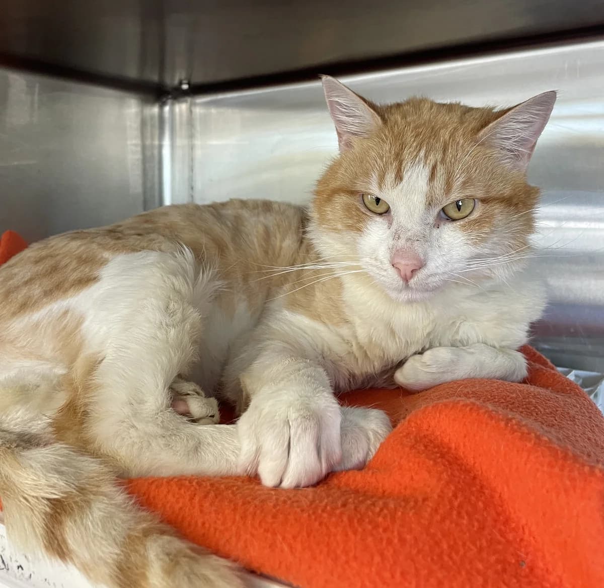 Simon - Domestic Short Hair cat available for adoption in Christchurch
