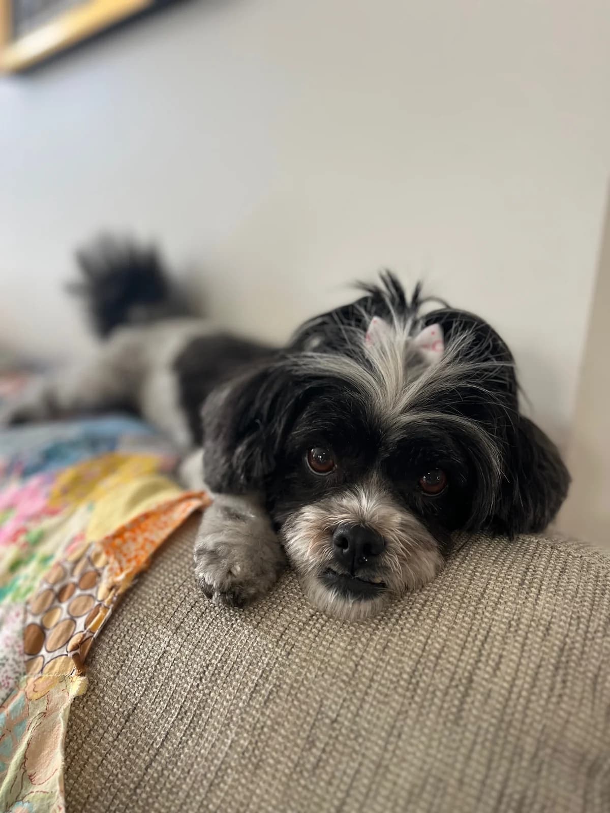 Daisy - Mixed Breed available for adoption in Christchurch