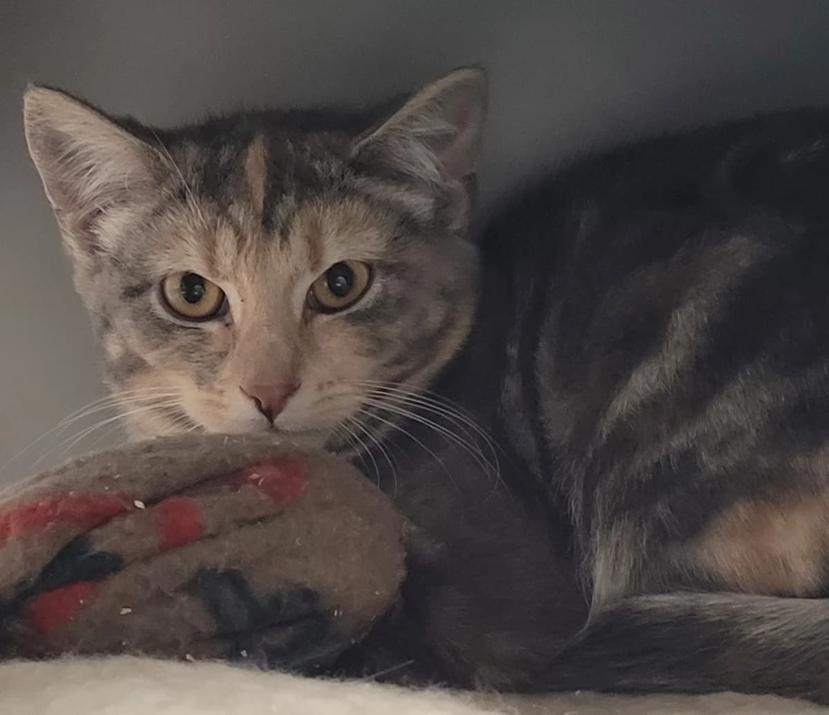 Fern - Domestic Short Hair cat available for adoption at SPCA New Zealand in Nelson