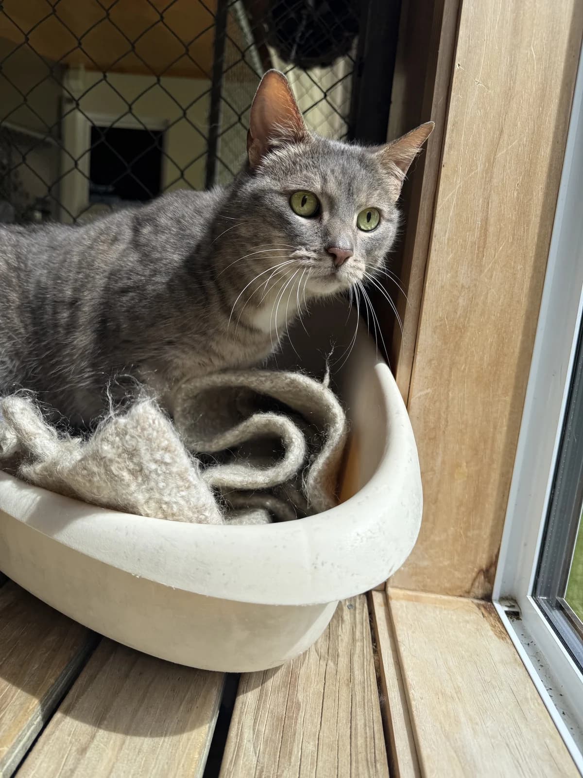 Sophie - Domestic Short Hair cat available for adoption at SPCA New Zealand in New Plymouth