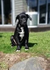 Brandon - Mixed Breed available for adoption in New Plymouth