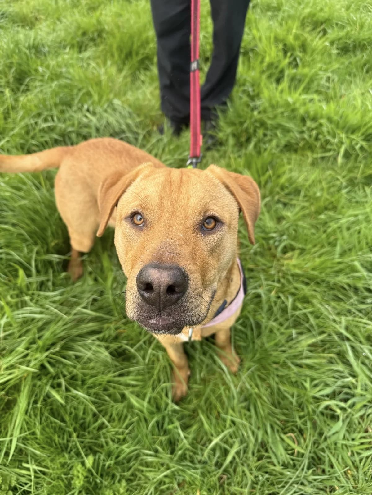 Kowhai - Mixed Breed available for adoption in Auckland