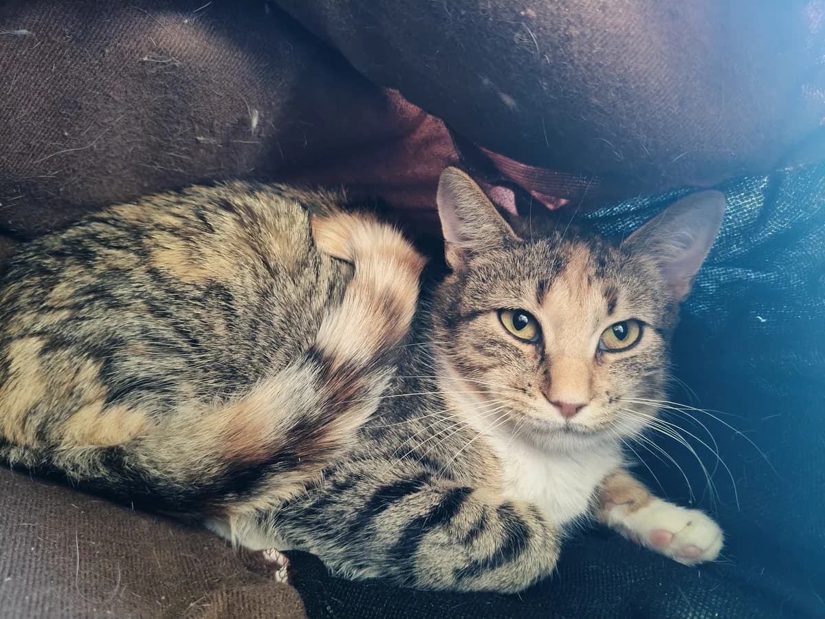 Kenna - Domestic Short Hair cat available for adoption at SPCA New Zealand in Renwick