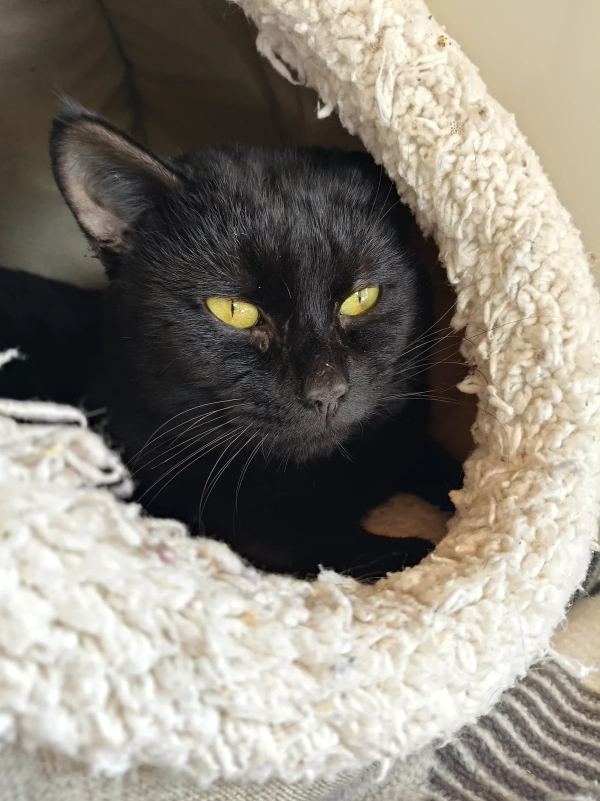 Lewis - Domestic Short Hair cat available for adoption at SPCA New Zealand in Renwick