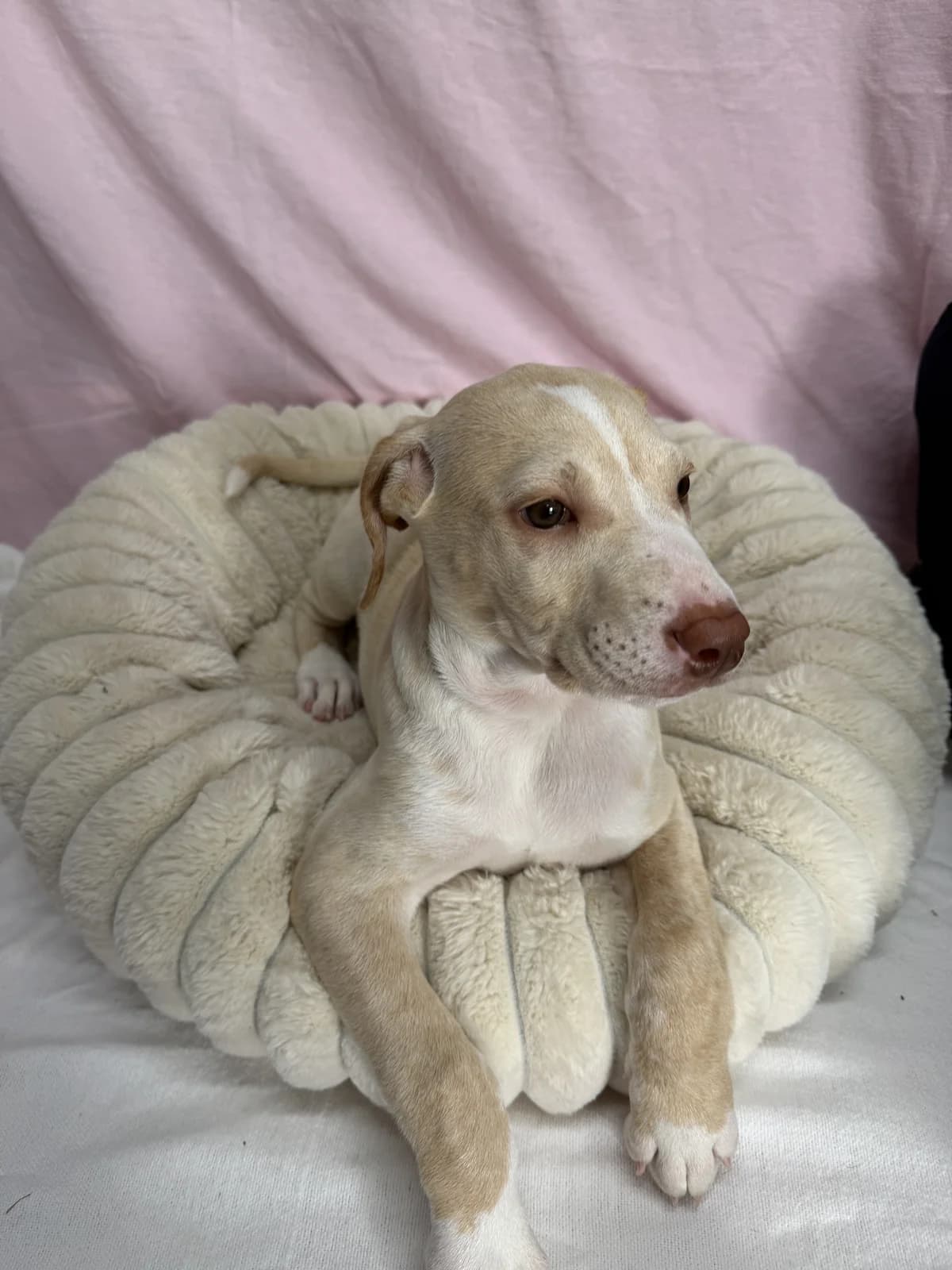 Mary - Mixed Breed available for adoption in Tauranga