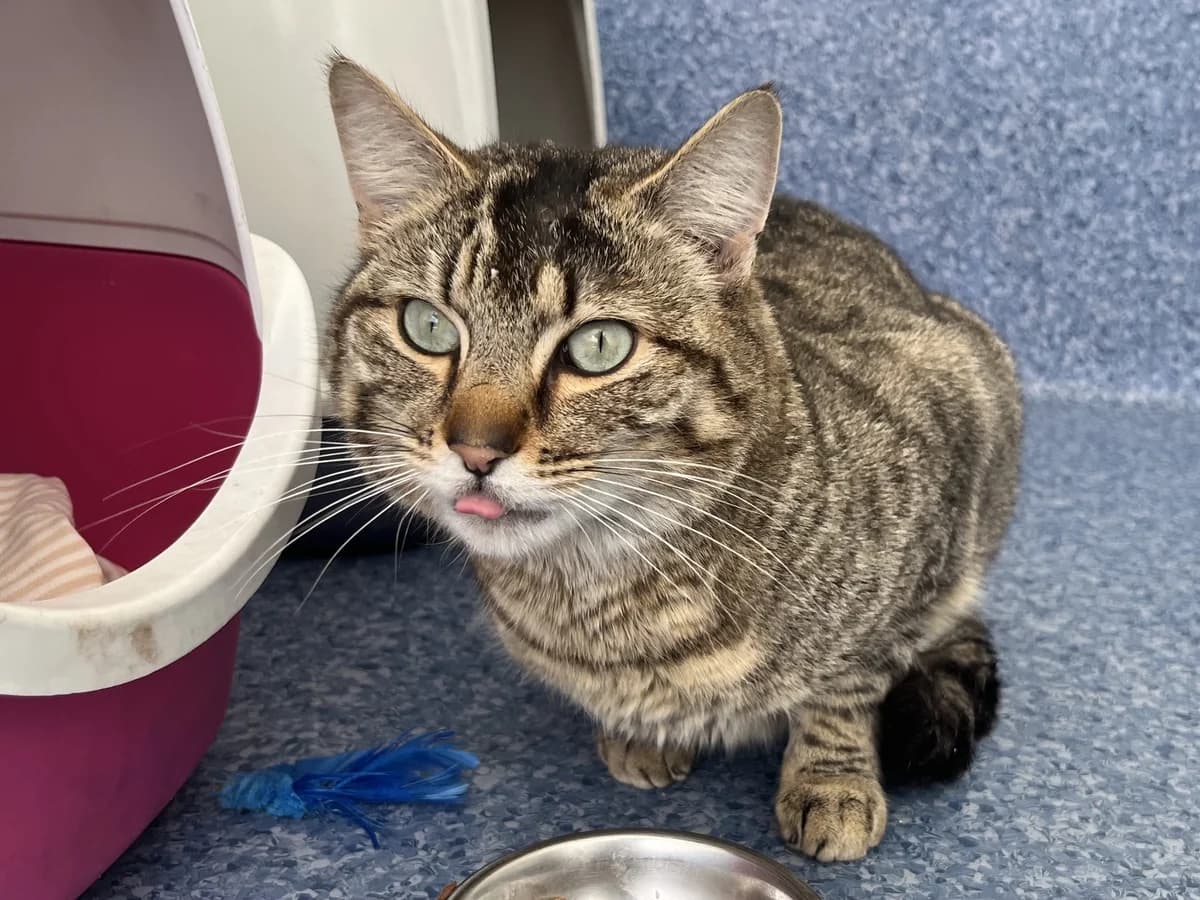 Shane - Domestic Short Hair cat available for adoption at SPCA New Zealand in Rotorua