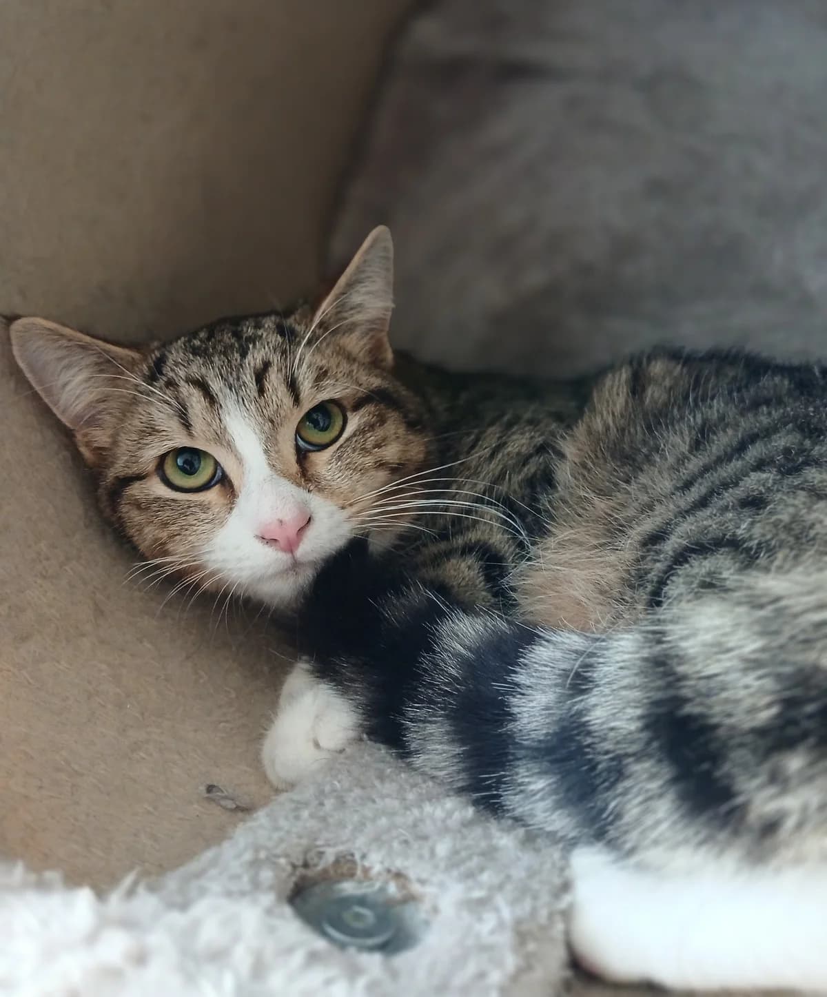 Donatello - Domestic Short Hair cat available for adoption at SPCA New Zealand in Rotorua