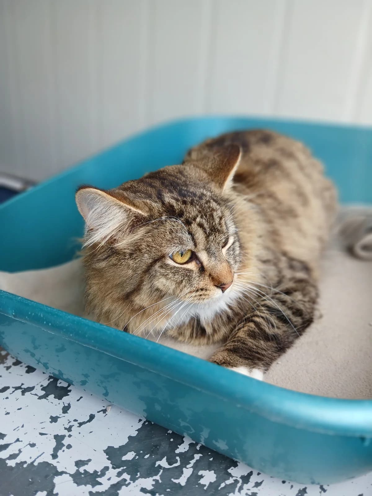 Raphael - Domestic Medium Hair cat available for adoption in Rotorua
