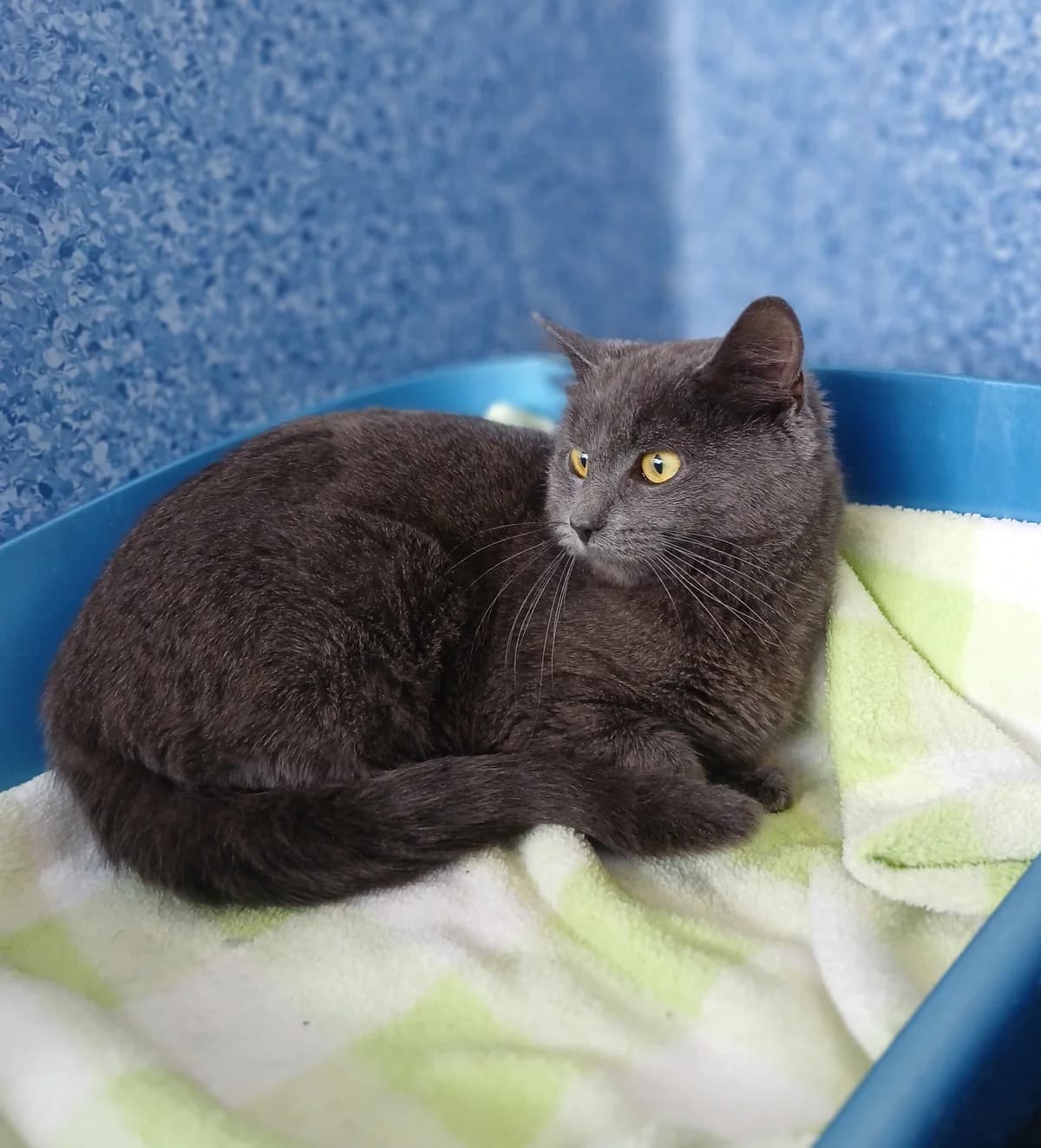 Dusty - Domestic Short Hair cat available for adoption in Rotorua
