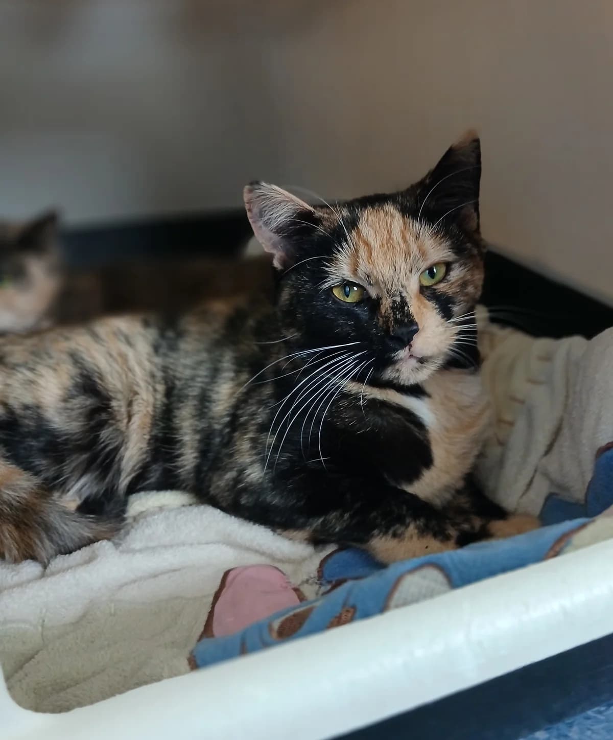 Artemis - Domestic Short Hair cat available for adoption in Rotorua