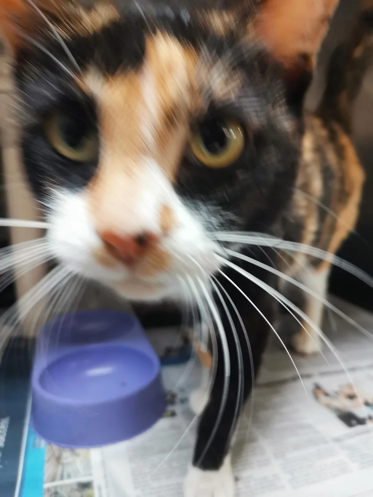 Princess Peach - Domestic Short Hair cat available for adoption in Auckland