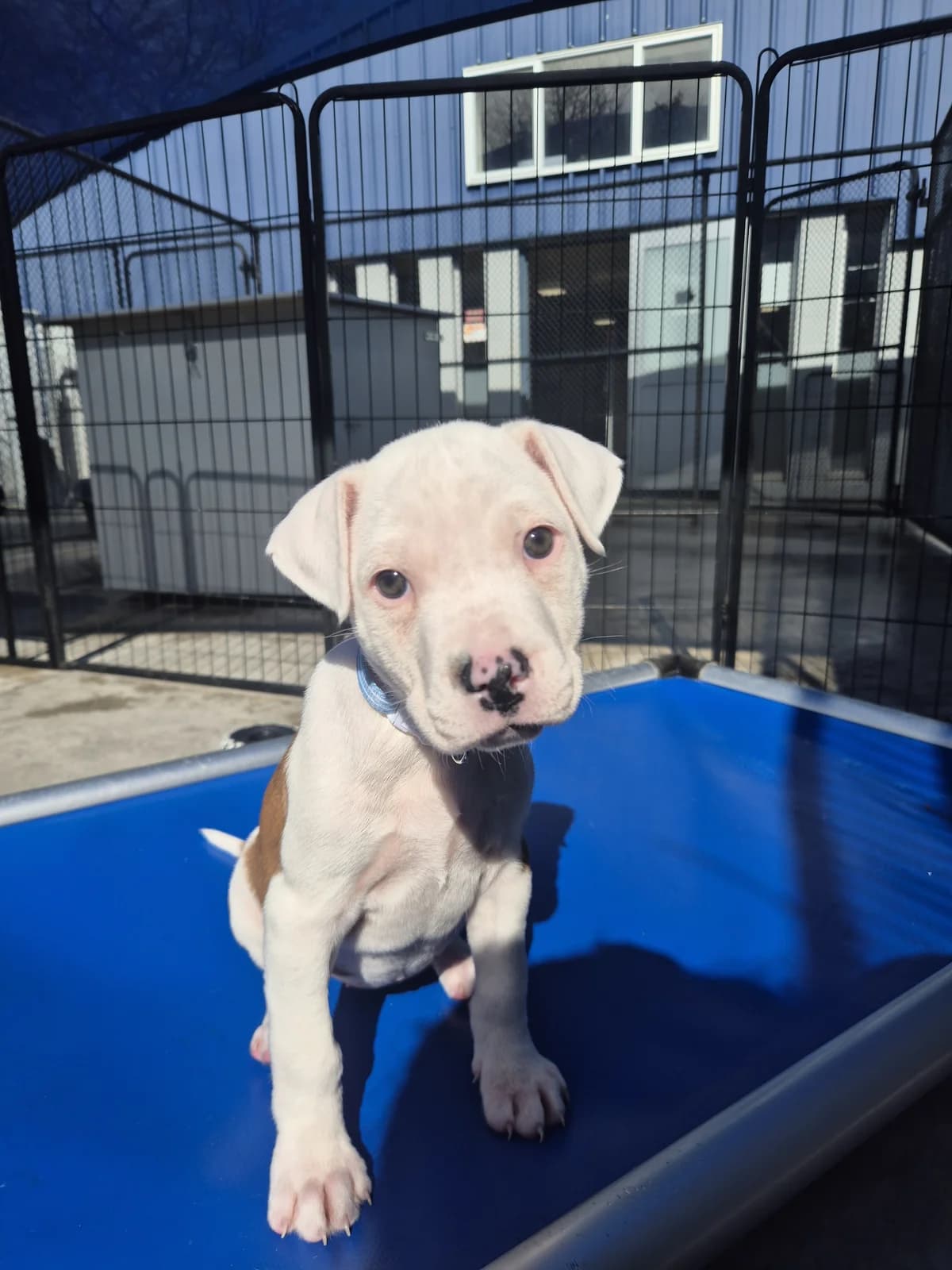 Ava - Mixed Breed available for adoption in Palmerston North