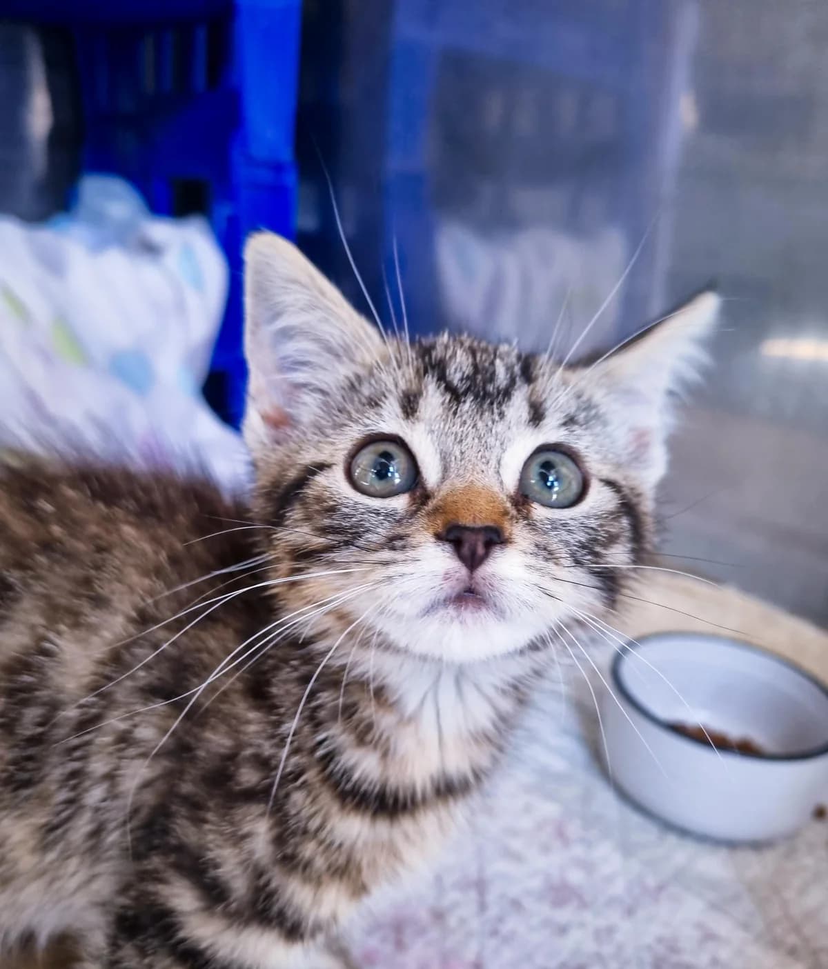 Evie - Domestic Short Hair cat available for adoption at SPCA New Zealand in Gisborne