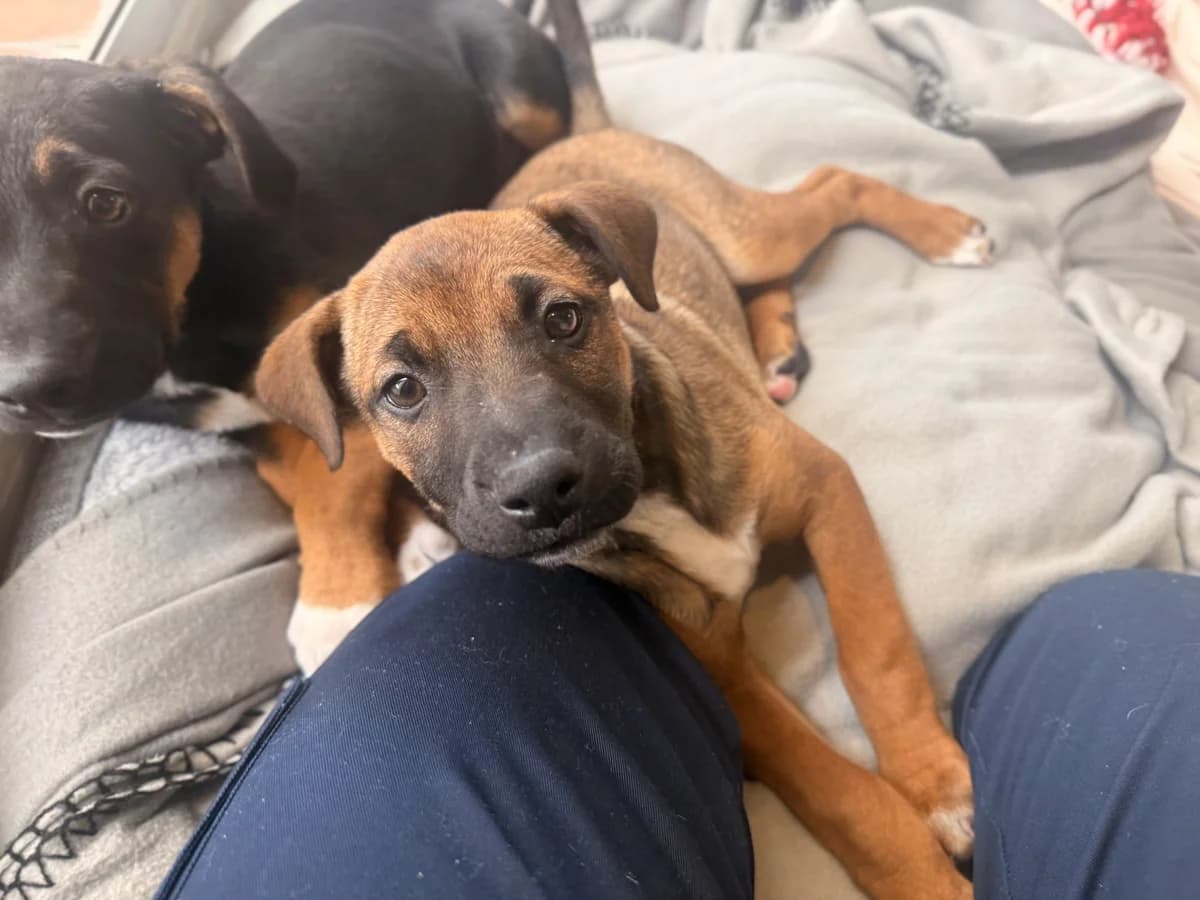 Janet Jackson - Mixed Breed available for adoption in Auckland