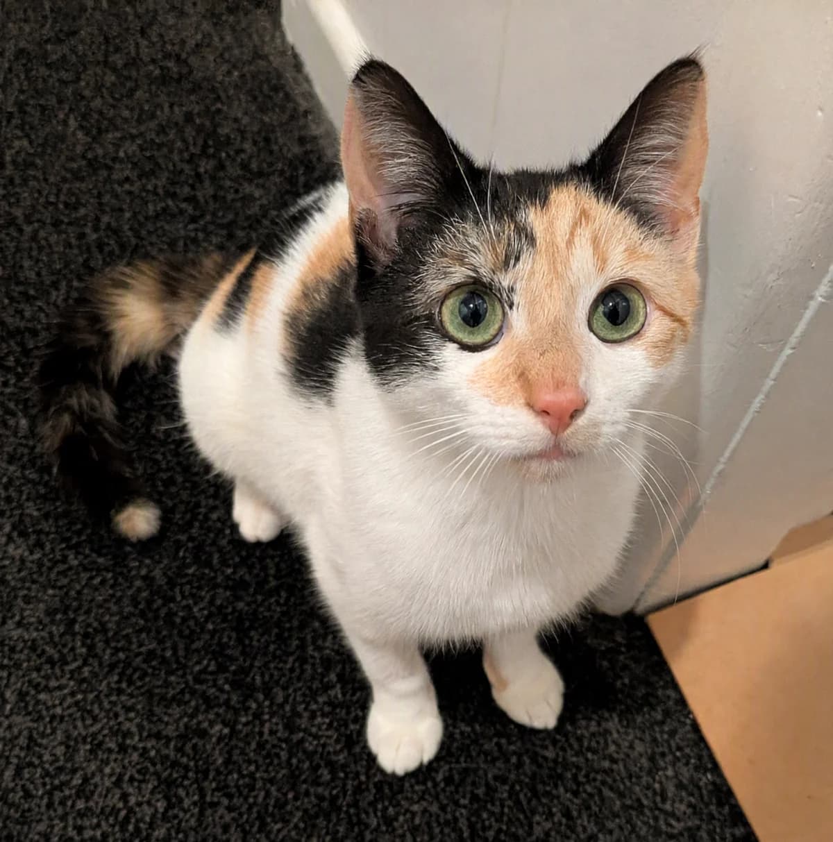 Daffodil - Domestic Short Hair cat available for adoption in Christchurch