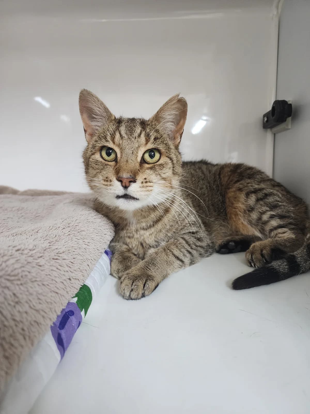 Angus - Domestic Short Hair cat available for adoption in Hastings
