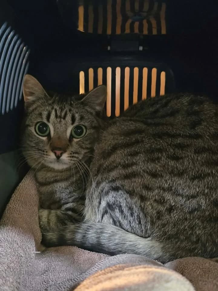 Lester - Domestic Short Hair cat available for adoption at SPCA New Zealand in New Plymouth