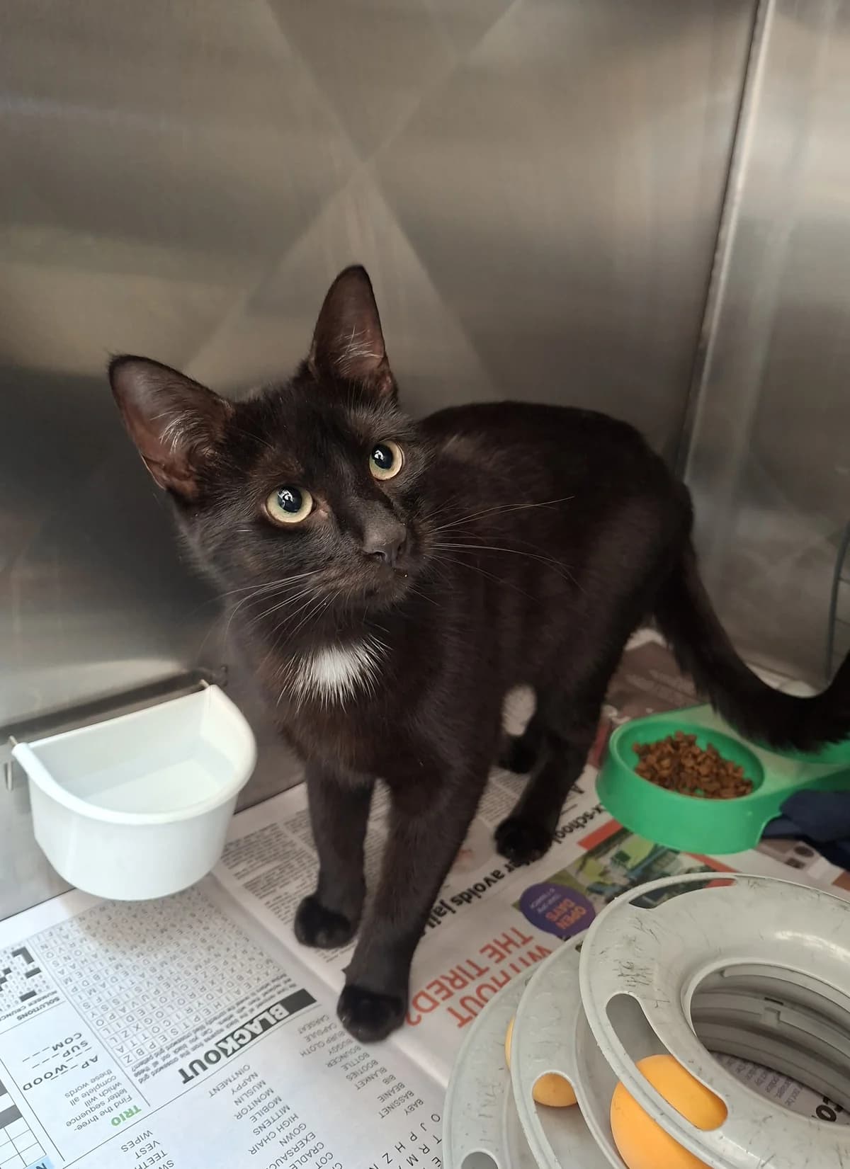 Tui - Domestic Short Hair cat available for adoption in Auckland