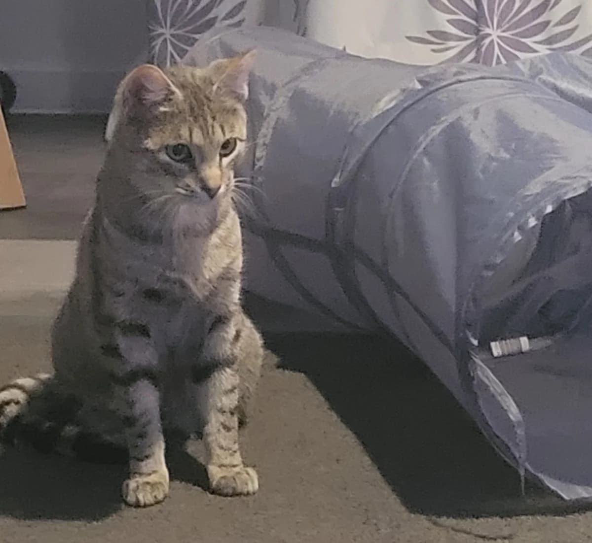 Leroy - Domestic Short Hair cat available for adoption at SPCA New Zealand in Nelson