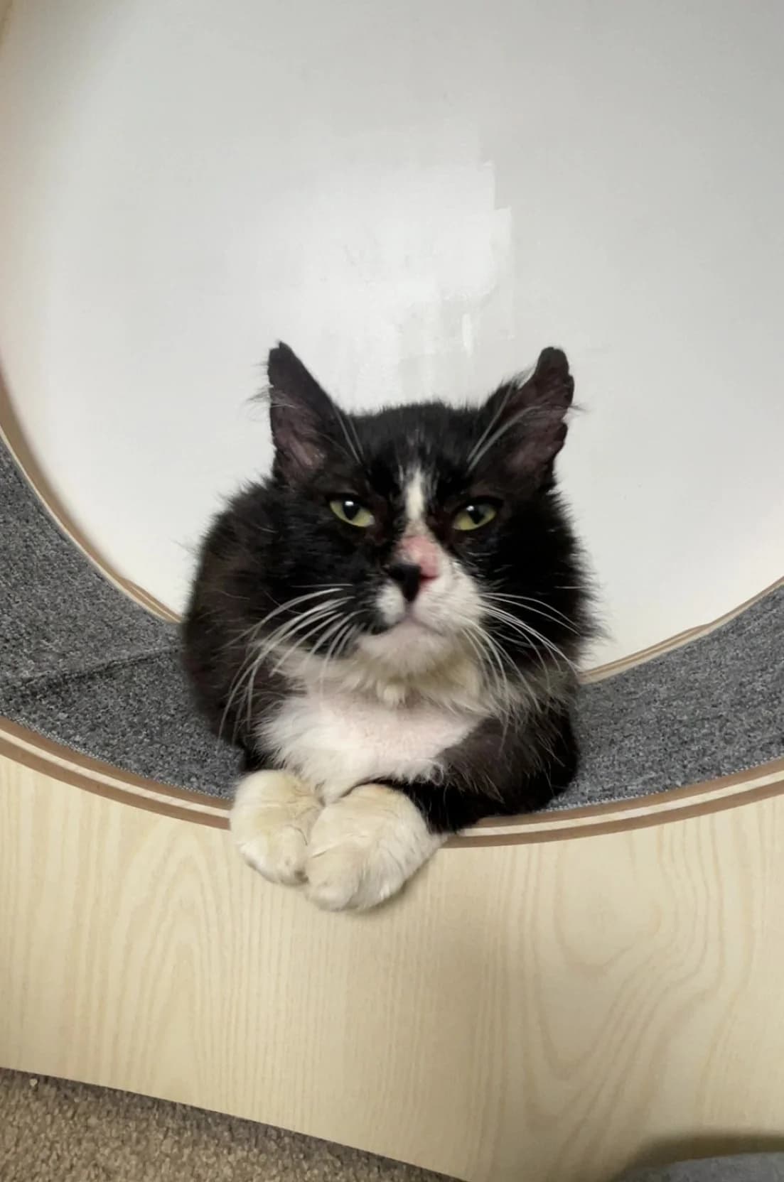 Alfie - Domestic Short Hair cat available for adoption in Christchurch
