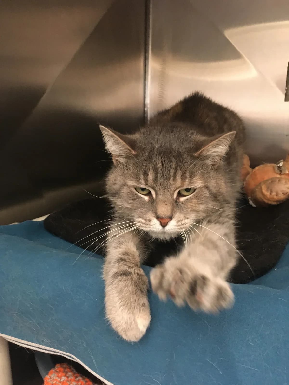 Winky - Domestic Short Hair cat available for adoption in Auckland