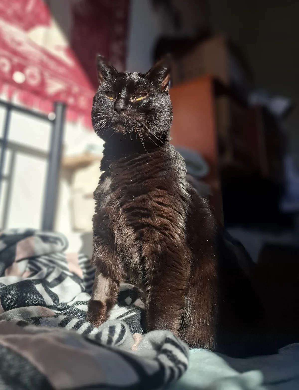 Beetroot - Domestic Short Hair cat available for adoption in Christchurch