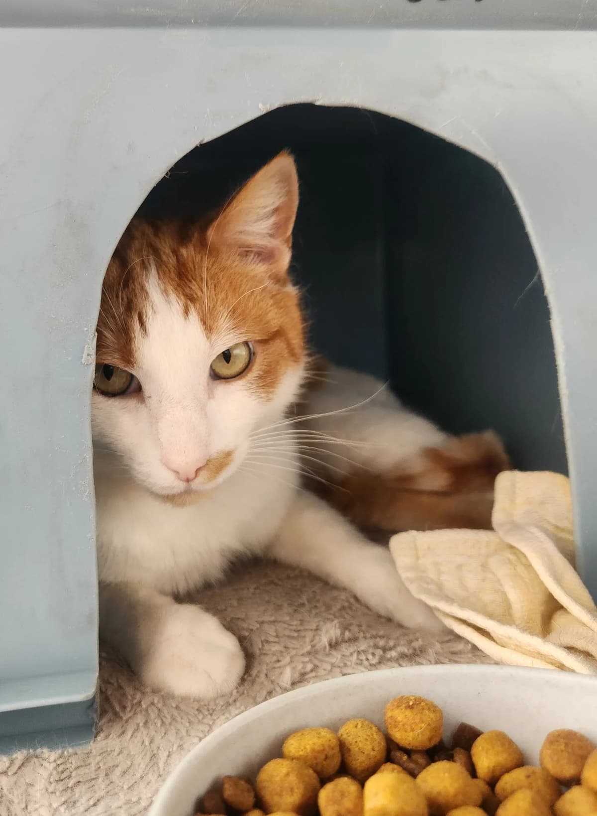 Mac - Domestic Short Hair cat available for adoption in Christchurch