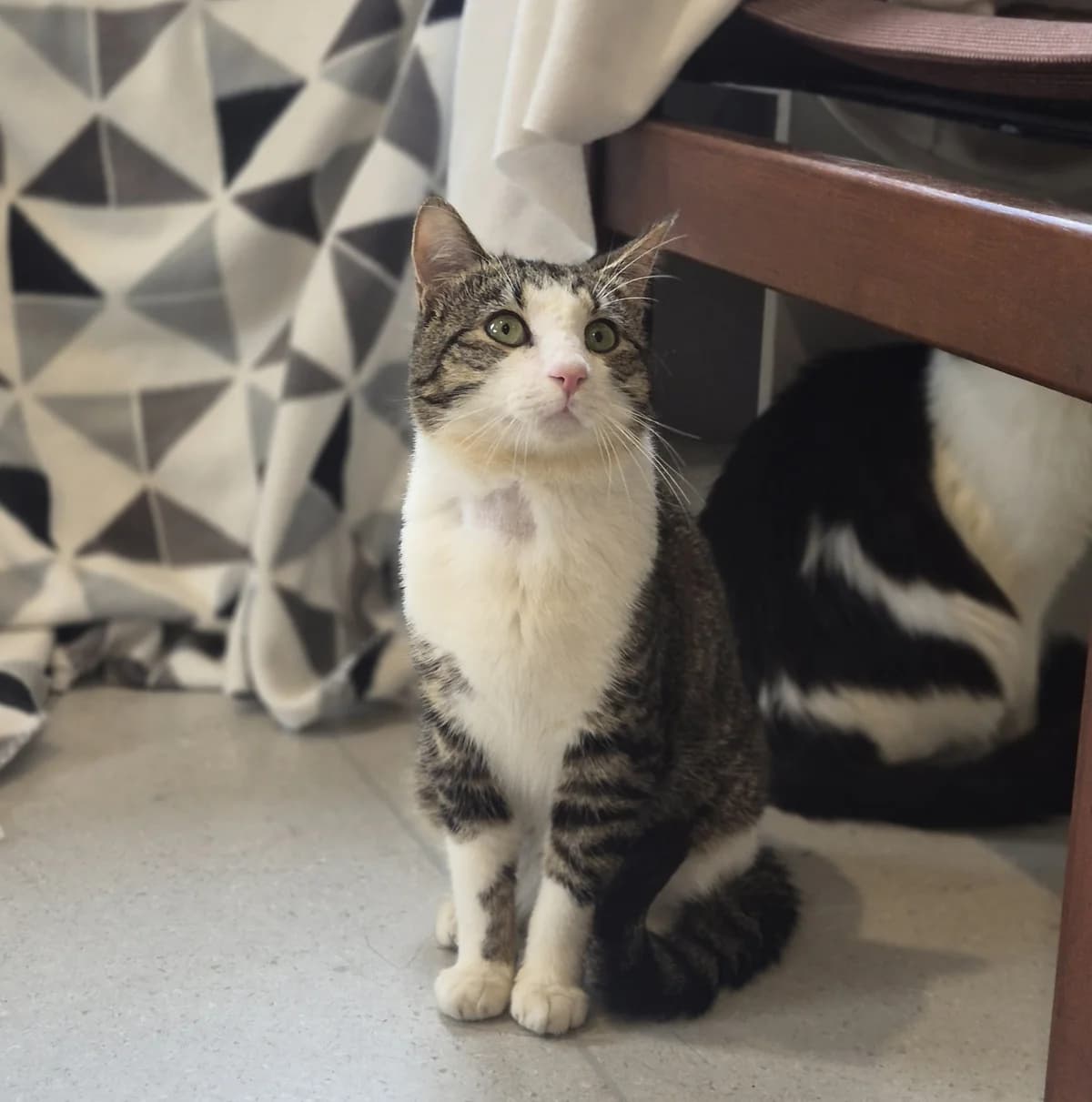 Phoenix - Domestic Short Hair cat available for adoption at SPCA New Zealand in Napier