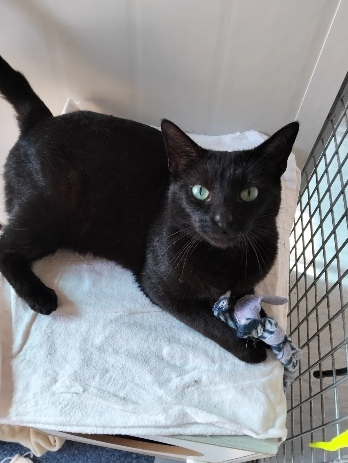 Bibi - Domestic Short Hair cat available for adoption at SPCA New Zealand in Nelson