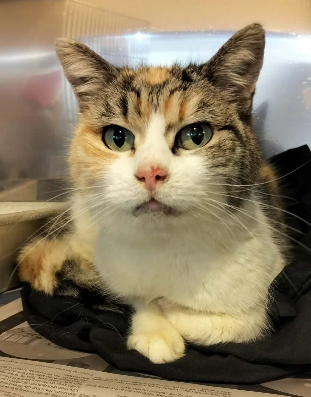 Puss - Domestic Short Hair cat available for adoption in Whangarei